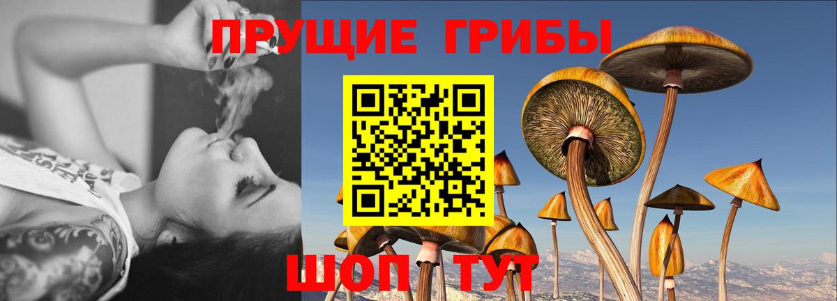 Всеволожск  Псилоцибиновые грибы прущие грибы  Вход с VPN 